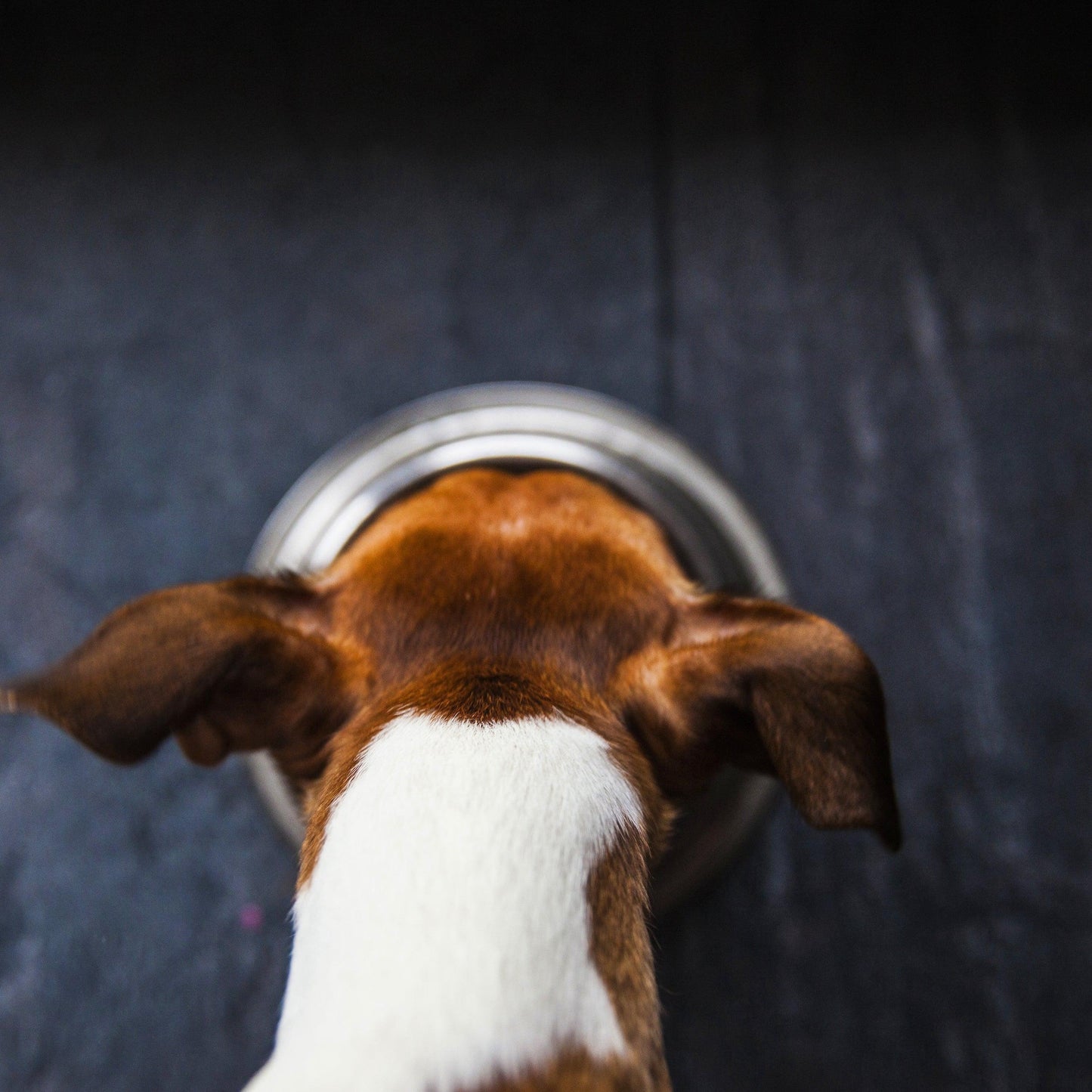 Chester's cookies & cream dog food topper for reducing bloating & respiratory support | NATURAL DOG TREATS