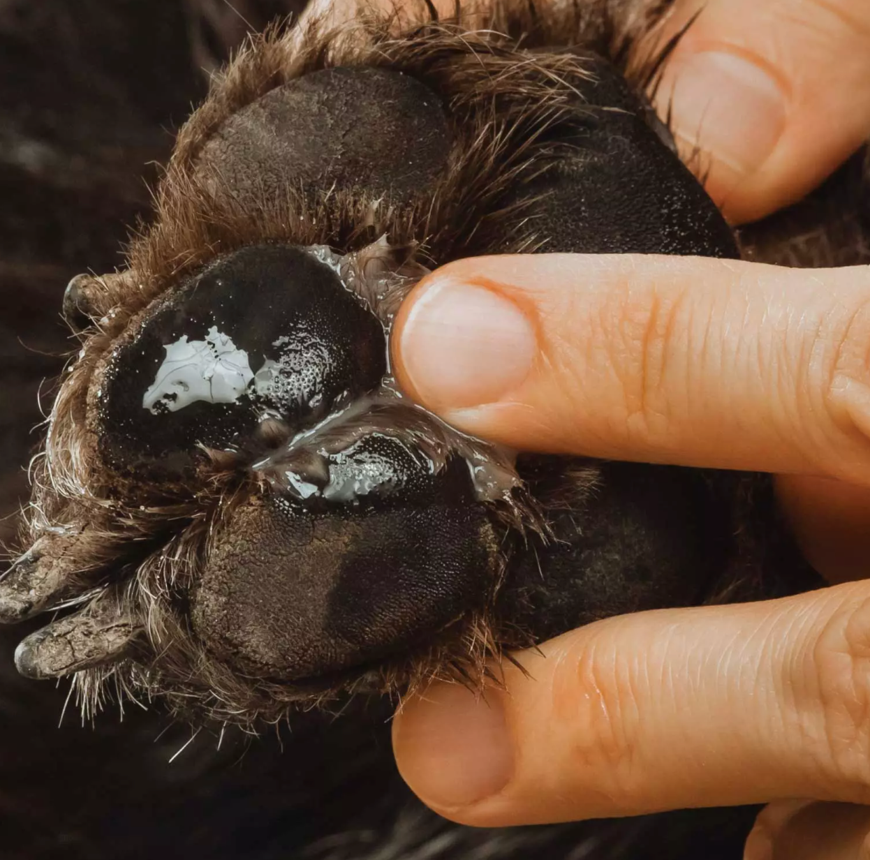 Chester's care paw protector for dogs - protect, soothe, and restore paws - holistic grooming | NATURAL DOG TREATS