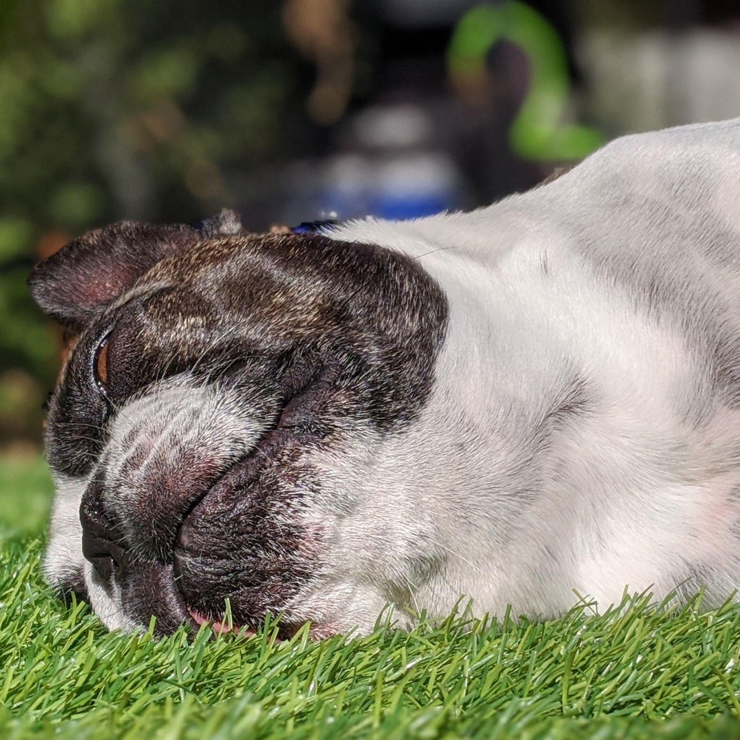 Chester's lavender dog treats natural calming herbs  | NATURAL DOG TREATS